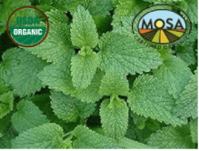 MELISSA HERB LEMON BALM cut - CERTIFIED ORGANIC - Cheryls Herbs